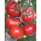 Hectarul - Seminte de tomate GONUL F1, 1000 seminte, YUKSEL